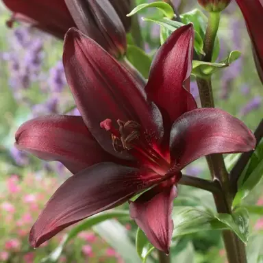 lilium-landline-1