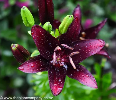 lilium-mapira--1