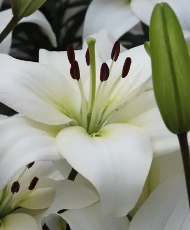 lilium-navona-1