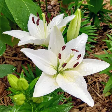 lilium-navona-2