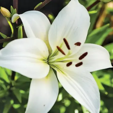 lilium-navona-3