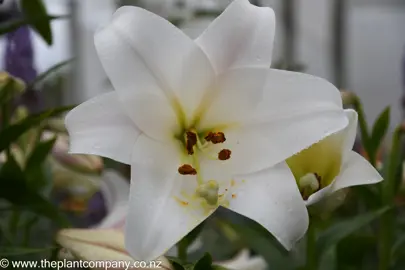 lilium-white-triumph--1