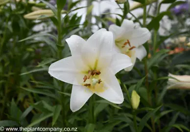 lilium-white-triumph-