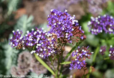 Purple flowers on a Limonium perezii plant.