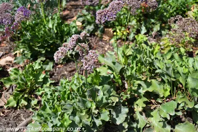 Limonium perezii growing in a garden with purple flowers.