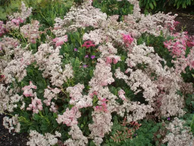 Limonium roseum plant with pink flowers and lush green foliage.