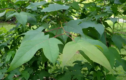 liquidambar-acalycina-