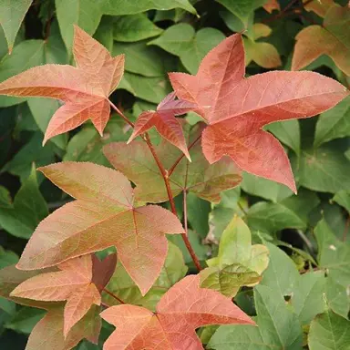 liquidambar-acalycina-2