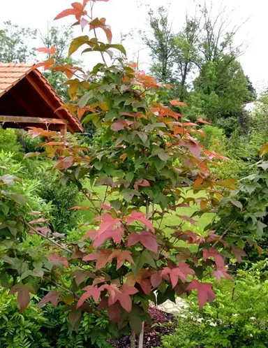 liquidambar-acalycina-4