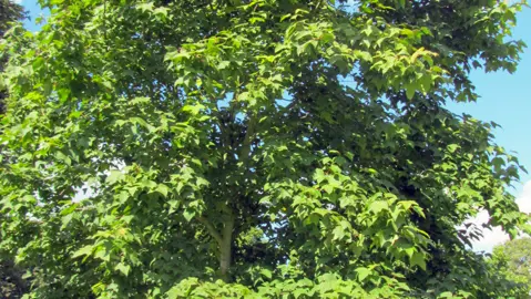 Liquidambar formosana 'Monticola' tree with green foliage.