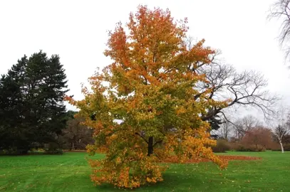 Liquidambar formosana tree with orange foliage.