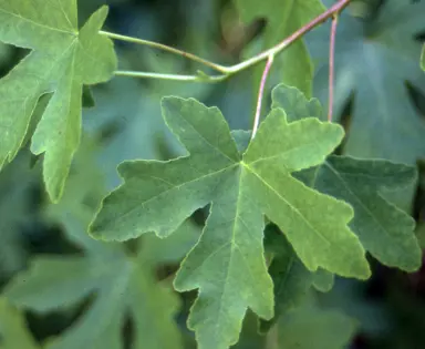 Liquidambar orientalis foliage.