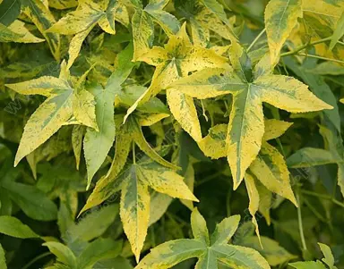 Liquidambar styraciflua 'Aurora' variegated foliage.