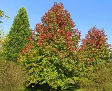 Liquidambar styraciflua 'Festeri' tree with orange foliage.