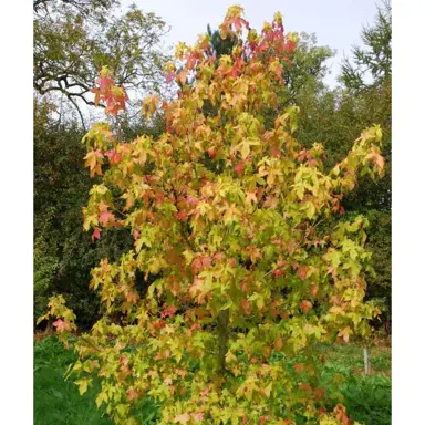 liquidambar-moonbeam-