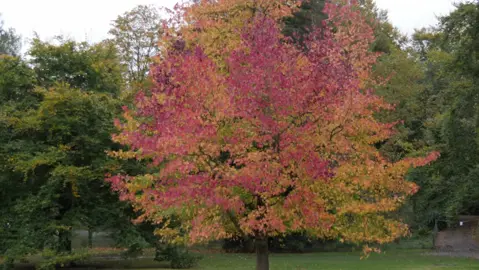 liquidambar-moonbeam-1