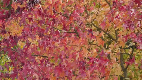 liquidambar-moonbeam-2