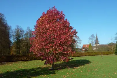 Liquidambar styraciflua 'Palo Alto' tree with dark red foliage.