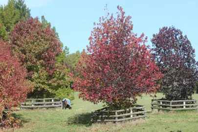 Liquidambar styraciflua rotundiloba trees in autumn.