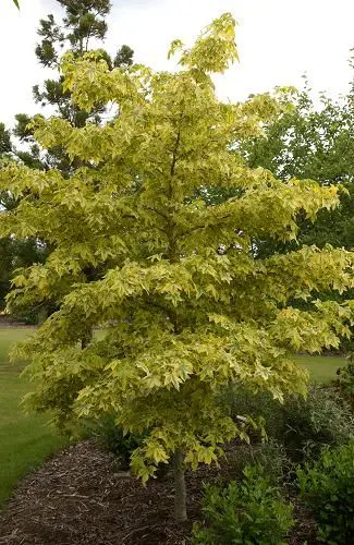 liquidambar-golden-treasure-2