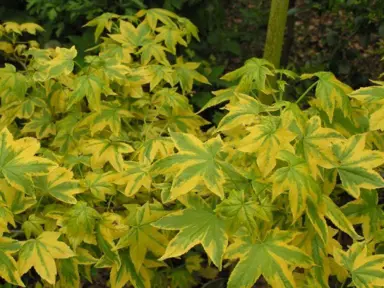 liquidambar-golden-treasure-5