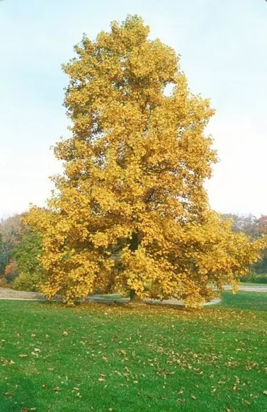 liriodendron-allenton-gold-