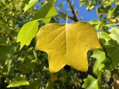 liriodendron-allenton-gold-1