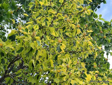 liriodendron-aureomarginatum-1