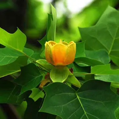 liriodendron-chinense-