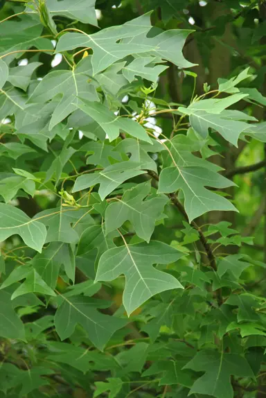 liriodendron-chinense-3