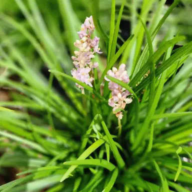 Liriope muscari 'Isabella' pink flowers and lush green foliage.