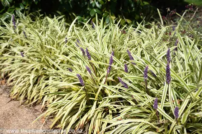 liriope-muscari-variegata--1