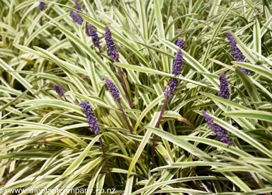 liriope-muscari-variegata-