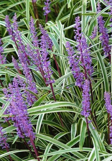 liriope-muscari-silver-ribbon--1