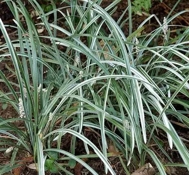 liriope-spicata-silver-dragon-3