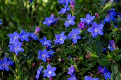 lithodora-diffusa-grace-ward--1