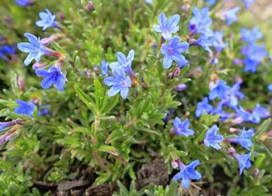 lithodora-diffusa-grace-ward--2