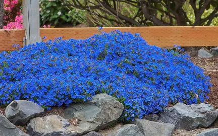 lithodora-diffusa-grace-ward-