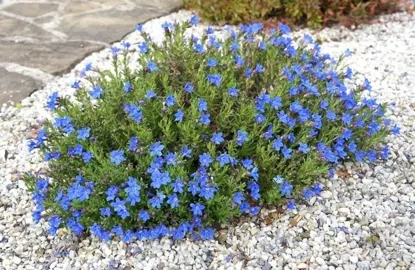 lithodora-diffusa-heavenly-blue-1