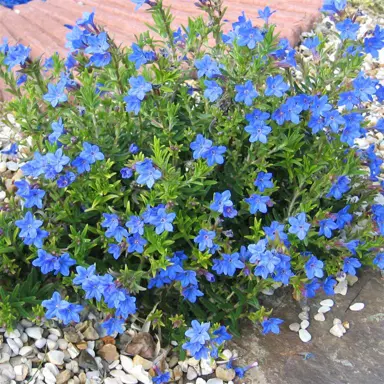 lithodora-diffusa-heavenly-blue-2