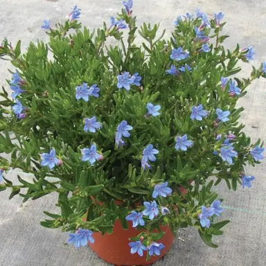 lithodora-diffusa-heavenly-blue-3