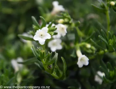 lithodora-diffusa-magic-carpet--2