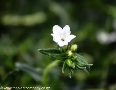 lithodora-diffusa-magic-carpet--3