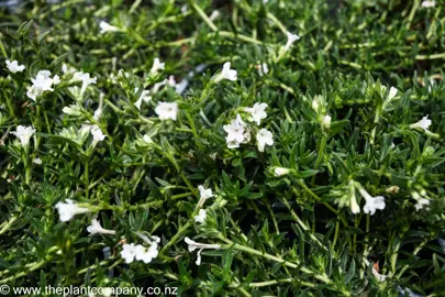 lithodora-diffusa-magic-carpet--5