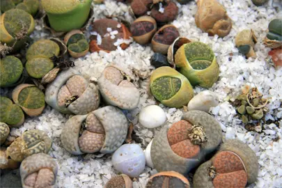 lithops--1