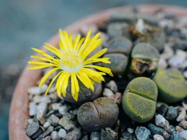 lithops-