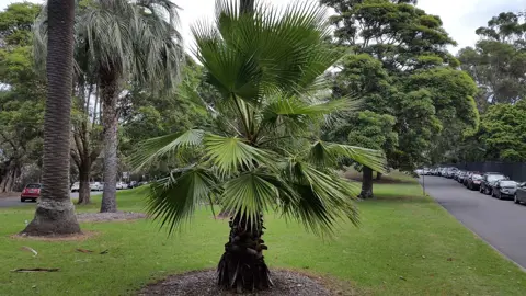 Livistona australis tree in a park with lush green foliage.