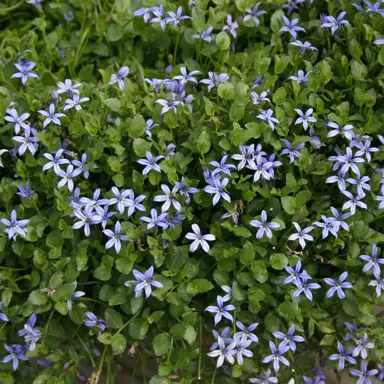 lobelia-country-park-2