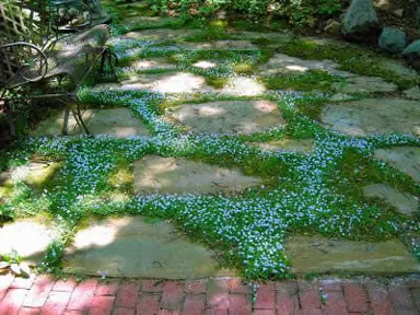 lobelia-country-park-3