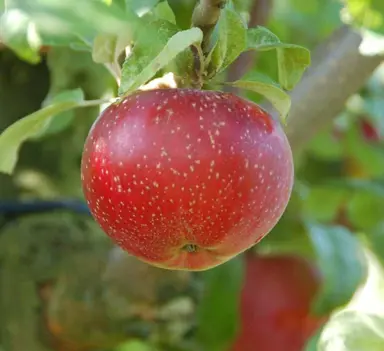 'Lobo' apple fruit.